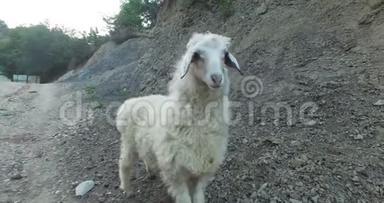 草地上的小羊羔。 波夫。 羔羊跟随相机。 关闭羊头切，羊在草甸，田野，农场